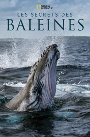 Serie Les Secrets des baleines en streaming